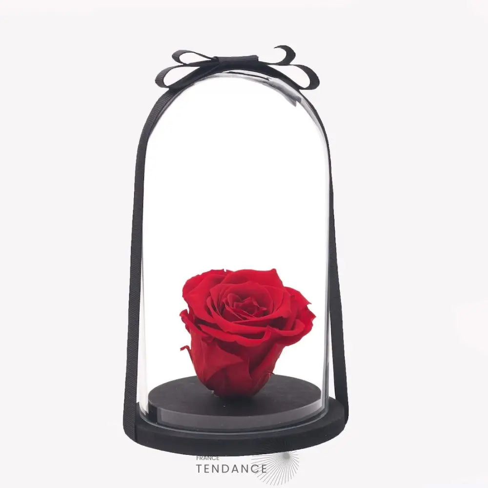 Rose éternelle Rouge Sous Cloche | France-Tendance