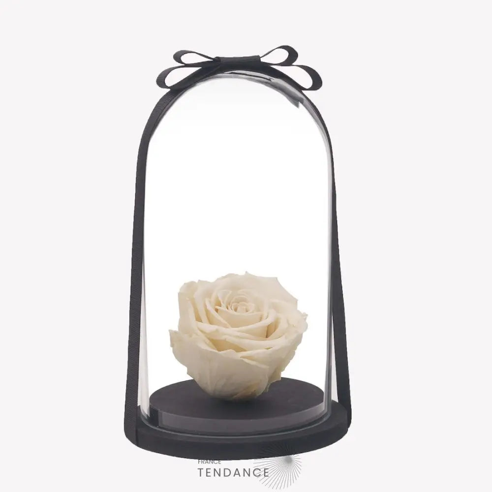 Rose éternelle Blanche Sous Cloche | France-Tendance