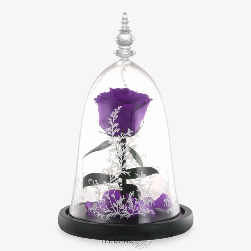 Rose éternelle Sous Cloche Belle Et La Bête Violette |